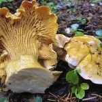 Cantharellus cascadensis