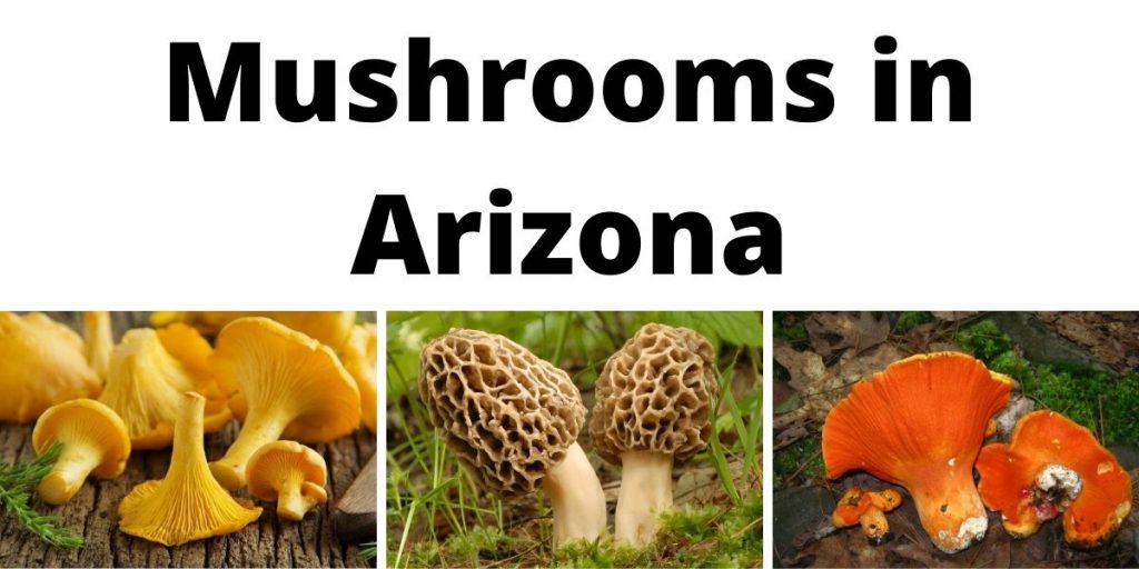 Mushrooms in Arizona