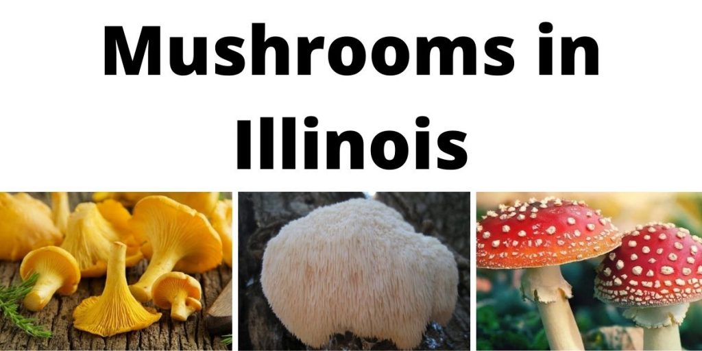 Mushrooms in Illinois