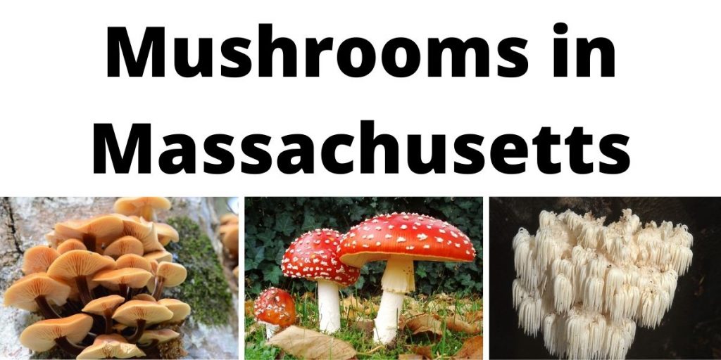 Mushrooms in Massachusetts