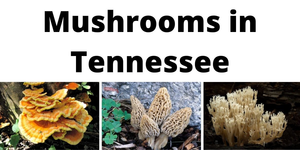 Mushrooms in Tennessee