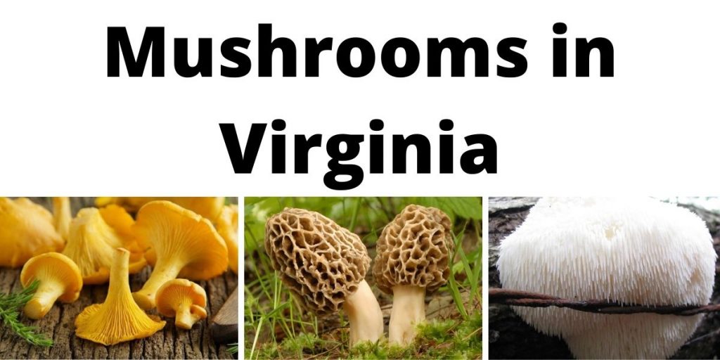 Mushrooms in Virginia