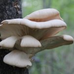 Pleurotus populinus