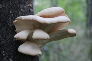 Pleurotus populinus