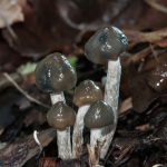 Psilocybe baeocystis