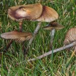 Psilocybe cyanofibrillosa