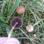 Psilocybe fimetaria