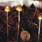 Psilocybe silvatica