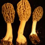 Morchella virginiana