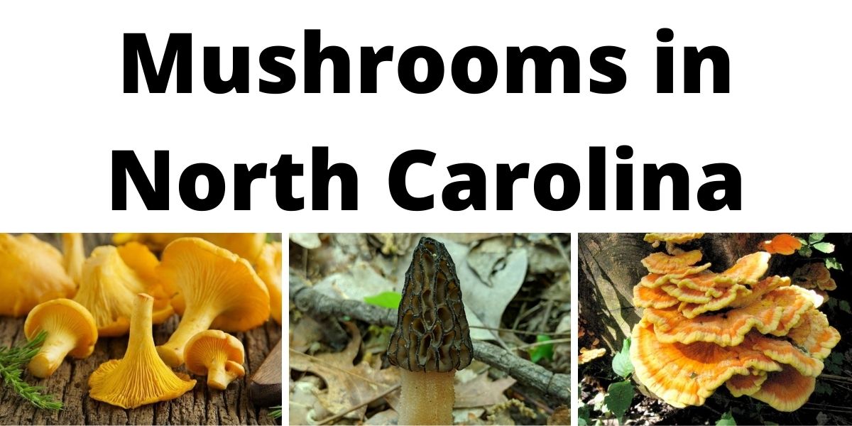 Mushrooms in North Carolina