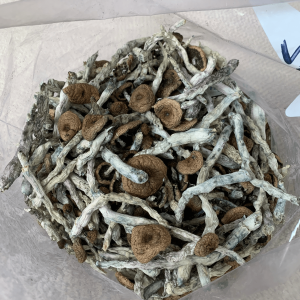 Costa Rican Cubensis