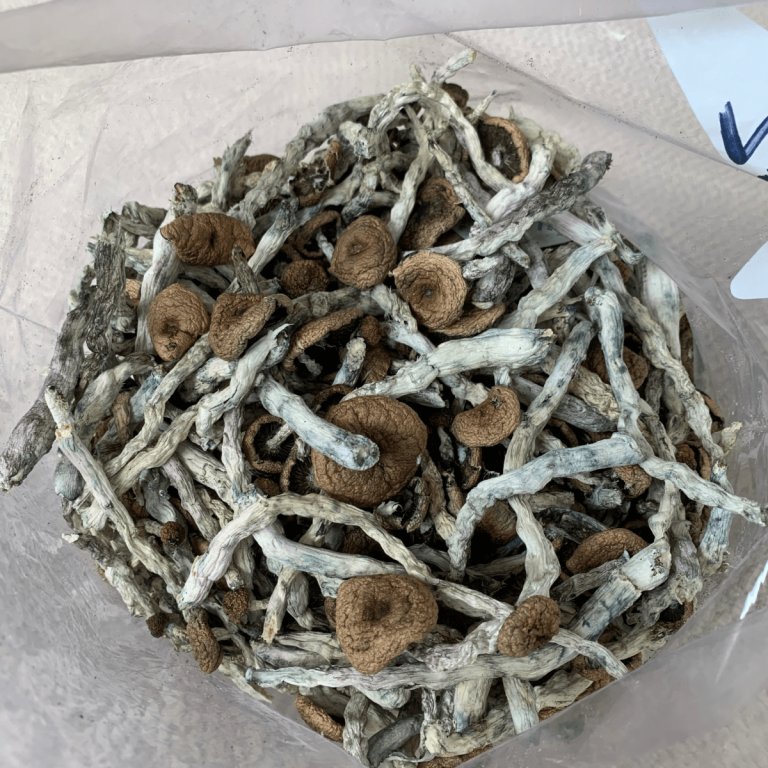 Costa Rican Cubensis: Potency, Trip Effects, Dosage & Growing