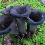 Craterellus fallax