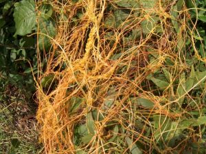 Dodder