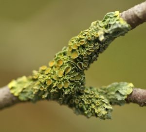 Lichens