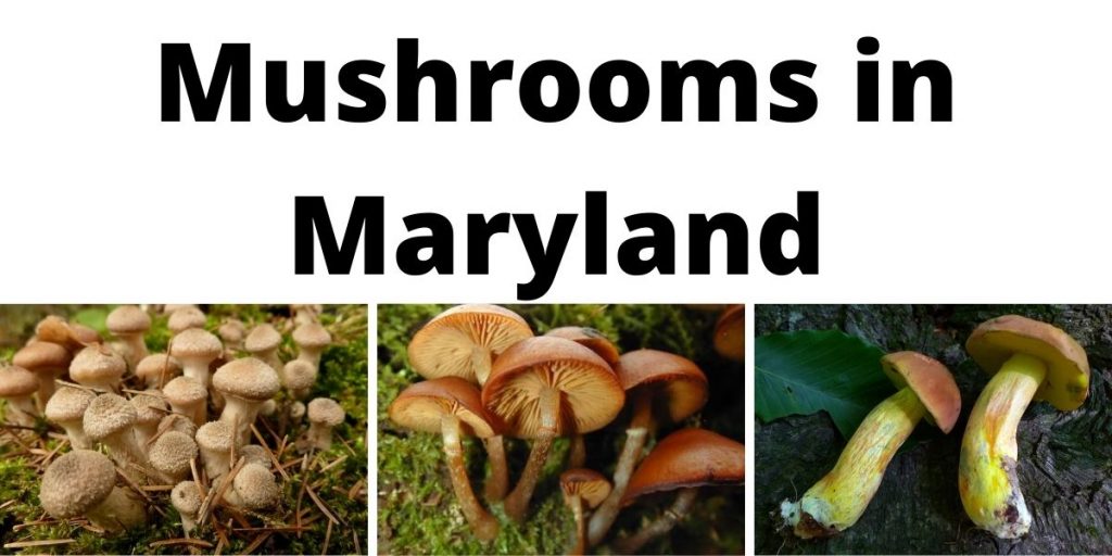 Mushrooms in Maryland