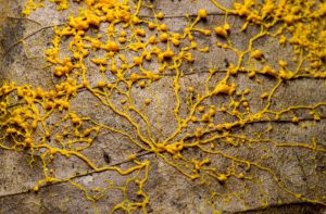 Slime Molds