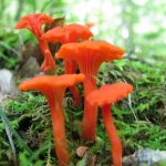 Cantharellus Cinnabarinus