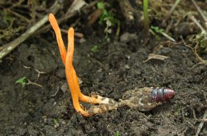 Cordyceps militaris