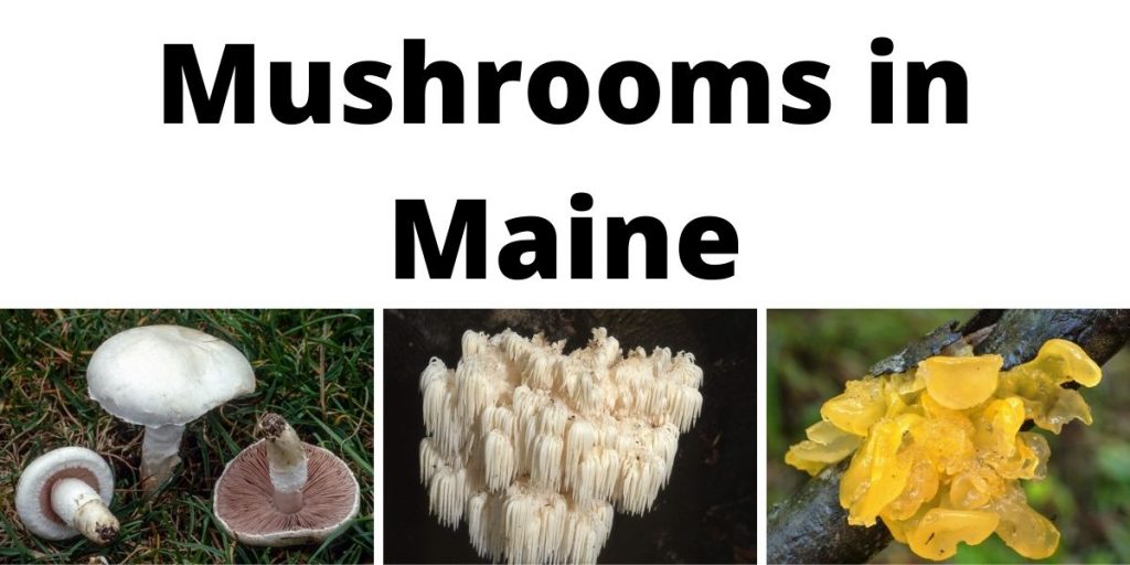 Mushrooms in Maine