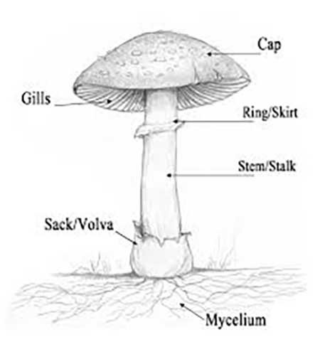 Parts of a Mushroom