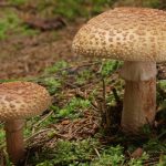 Amanita rubescens