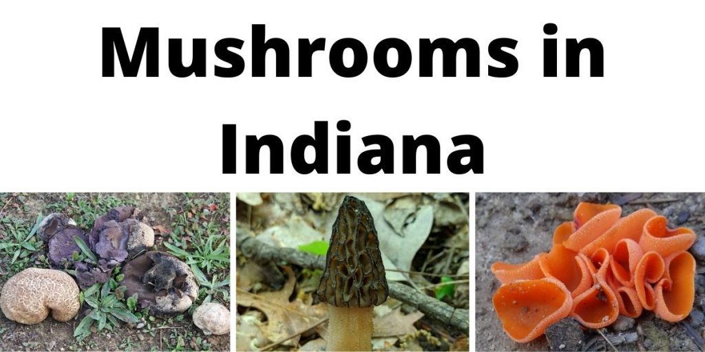 Mushrooms in Indiana