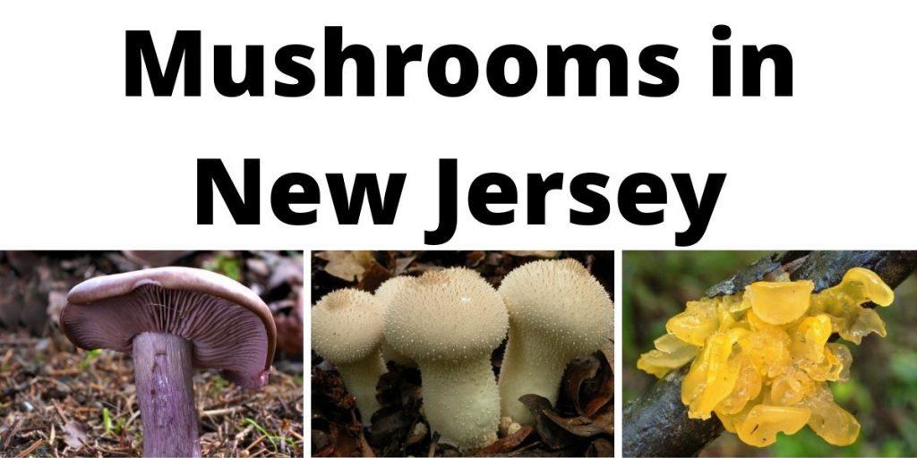 Mushrooms in New Jersey
