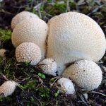 Lycoperdon pyriforme