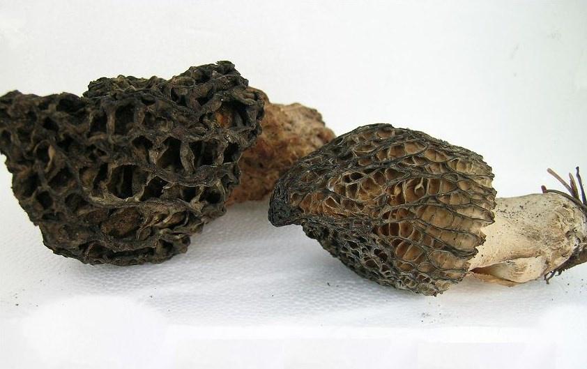 All About Burn Morels Location, Identification & Safety