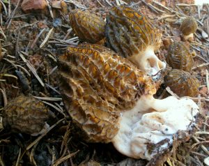 Morchella sextelata