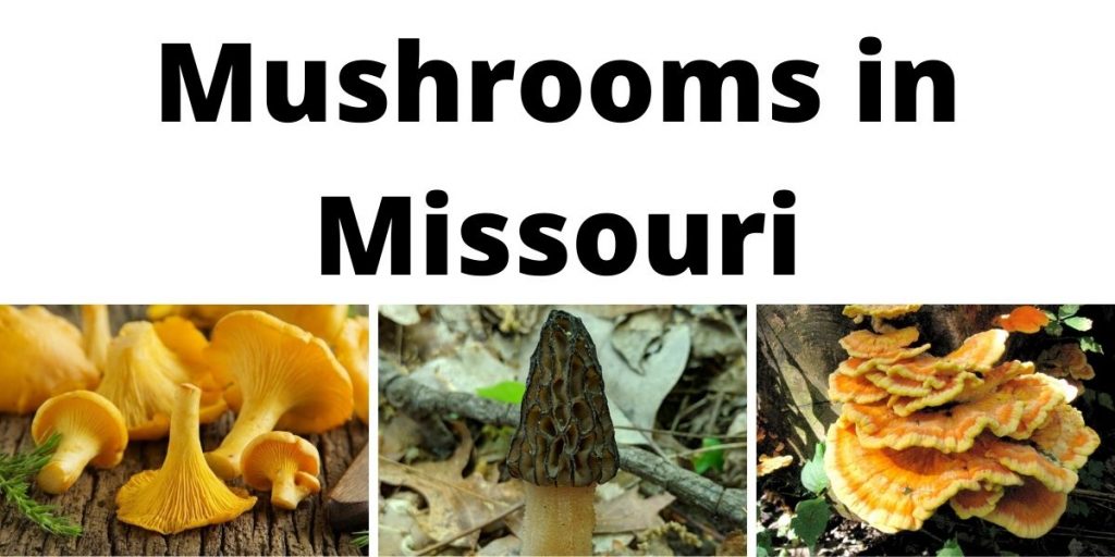 Mushrooms in Missouri
