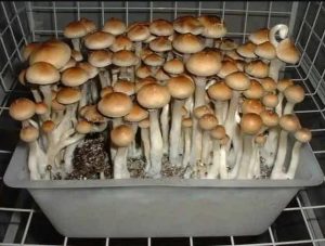 Ecuador cubensis