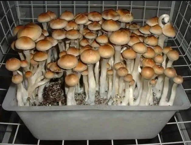  Ecuadorian Mushrooms