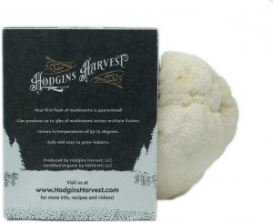 Hodgins Harvest Lion's Mane Mushroom Grow Kit