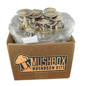 Magic Mushroom Grow Kit