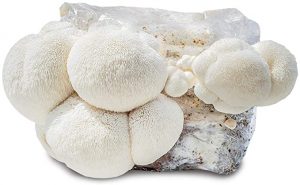 Michigan Mushroom Company Lions Mane Grow Kit