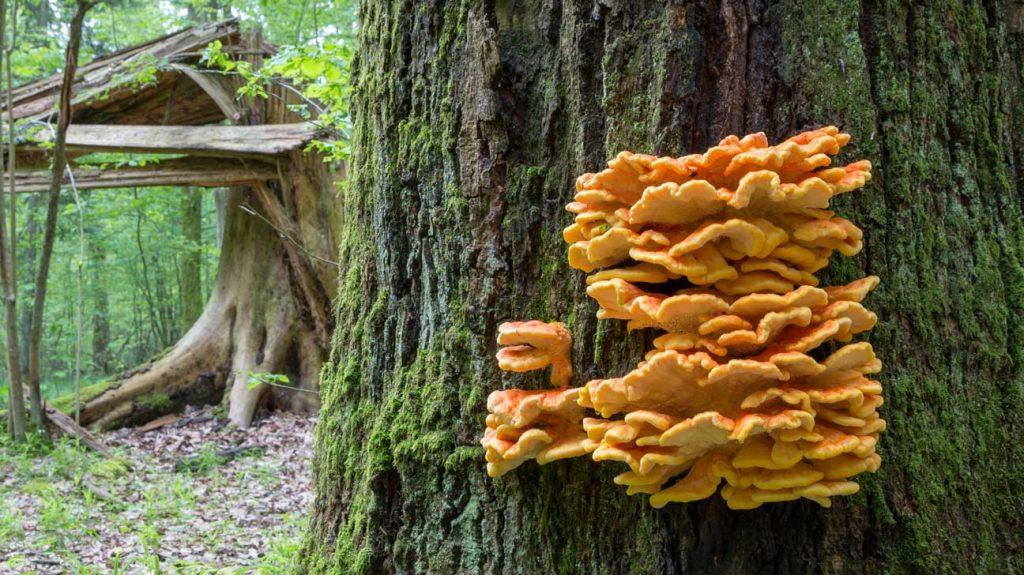 Mushrooms that grow on trees