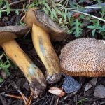 Suillus tomentosus