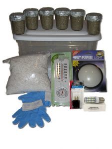 midwest magic mushroom grow kit