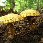 Suillus americanus