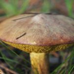 suillus granulatus