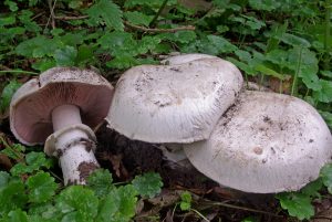 Agaricus bitorquis