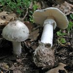 Amanita Verna