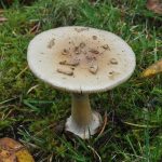 Amanita citrina