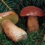 Boletus subcaerulescens