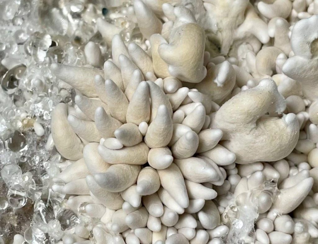 Enigma Cubensis Mushroom: Potency, Trip Effects, Dosage & Growing