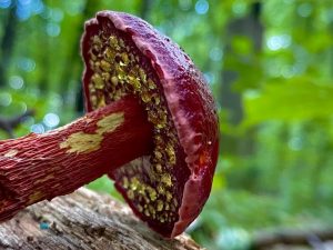 Exsudoporus frostii