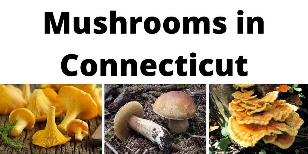Mushrooms in Connecticut