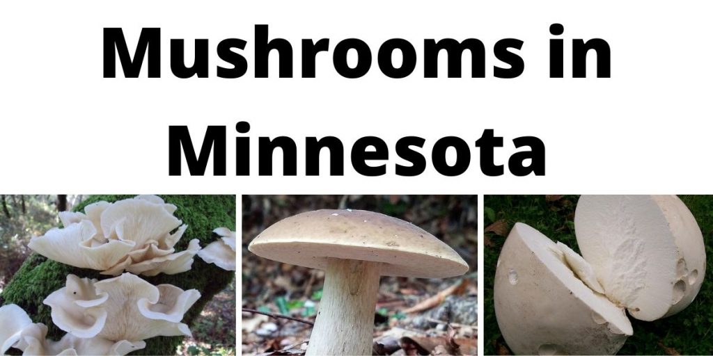 Mushrooms in Minnesota
